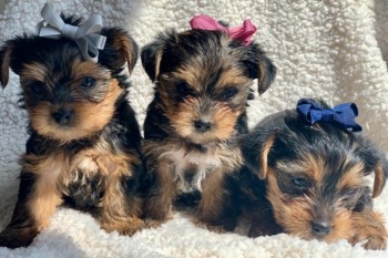 Teacup Yorkie Puppies Now Available
