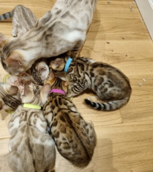 Bengal kittens 