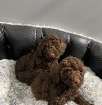 Toy Poodle puppies  for sale 