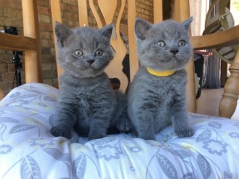 British Shorthair  kittens 