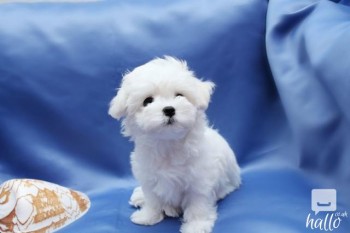 Beautiful Maltese Puppies up to date