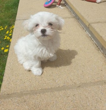 Lovely Maltese Puppies For Sale.