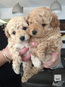 Beautiful Maltipoo Puppies