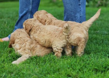 Cockapoo puppies Ready For their new hom