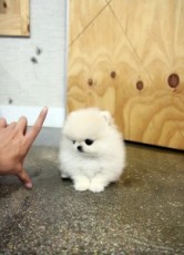 Cute Pomeranian for sale