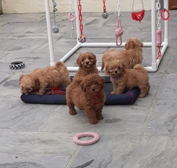 Stunning Cavapoos For Sale.