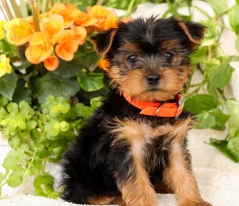 Outgoing Yorkie puppies for sale 
