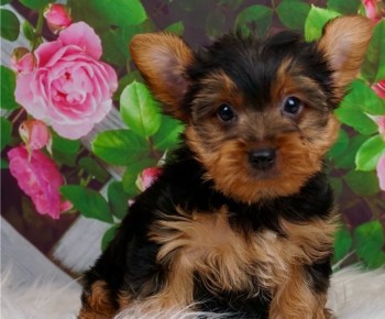 Thoughtful Yorkie puppies for sale 