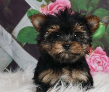 Hygienic Yorkie puppies for sale 
