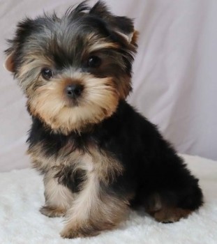 Adaptable Yorkie puppies for sale 