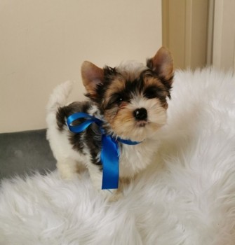 diligent Yorkie puppies for sale 