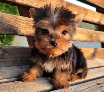 Courageous Yorkie puppies for sale 