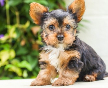 Yorkie puppies for sale 