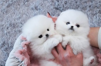 teacup Pomeranian puppies For Sale