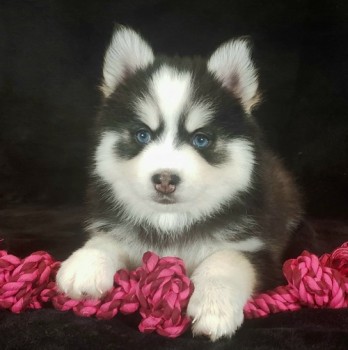 Pomsky. Puppies male & female available