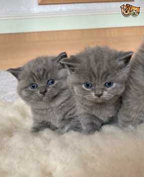 British Shorthair  kittens 