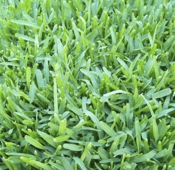Kikuyu Grass for sale sydney