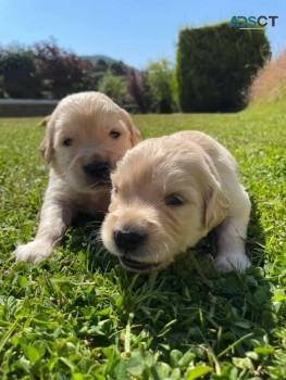 Two Golden Retriever Puppies for sale 
