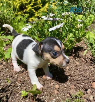 Jack Russell Terrier Puppies for sale 