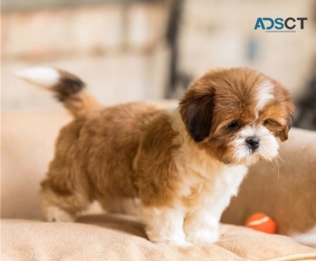 Adorable Shih Tzu Puppies For Sale