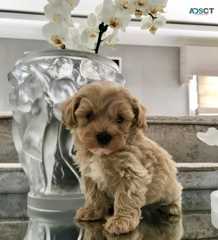 CUTE: Malti-Poo Puppy for sale 