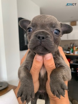 FRENCH BULLDOG PUPPIES FOR SALE 