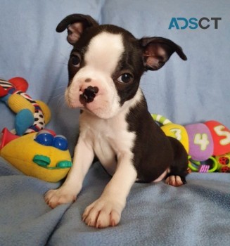 Boston Terrier Puppies for sale 