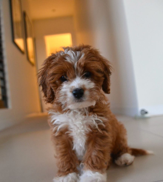 sweet cavoodle puppies