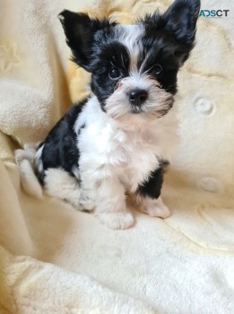 Yorkshire Terrier Puppies for sale 