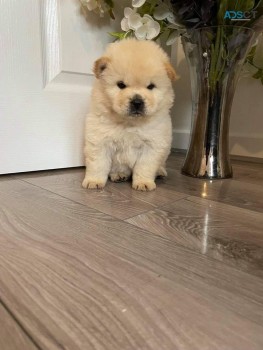 Lovely Chow Chow Puppies for sale