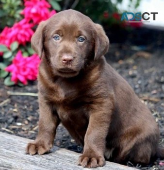 Labrador Retriever puppies for sale