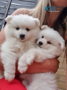 PRECIOUS JAPANESE SPITZ PUPPIES FOR NEW 