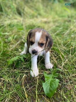 Beagle Puppies for sale 