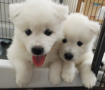 SAMOYED PUPPIES FOR SALE