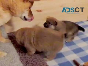SHIBA  INU  PUPPIES FOR SALE