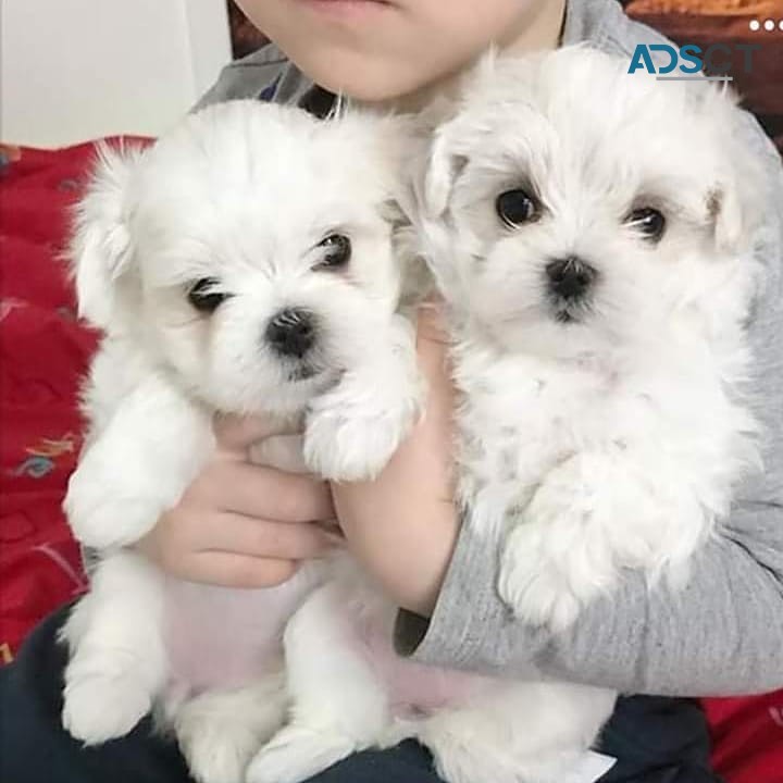All White  Adorable Maltese  Puppies