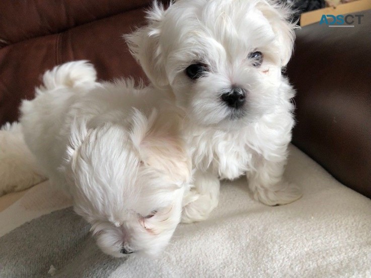 CC WHITE Adorable Maltese  Puppies