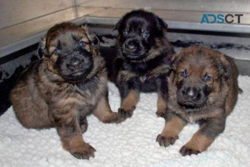 German Shepherd Puppies For Sale
