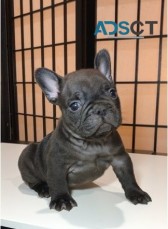  French bulldog for sell 