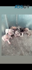 MALE AND FEMALE FRENCH BULLDOG PUPPIES
