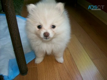Absolute cute and healthy Pomeranian Pup