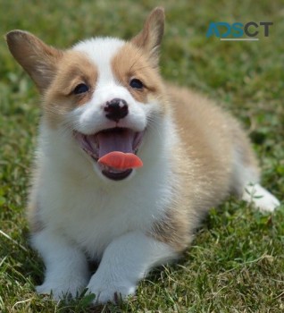  Corgi puppy for sell