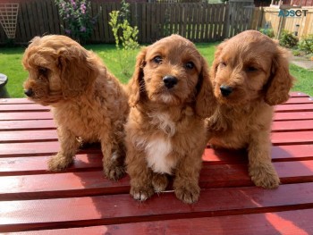 Red Cavapoo  Puppies Available