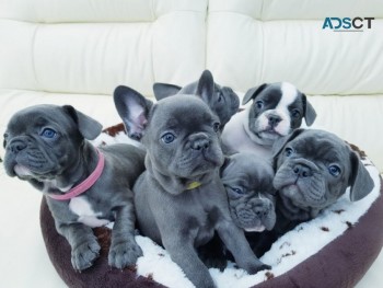 French Bulldog Puppies available now
