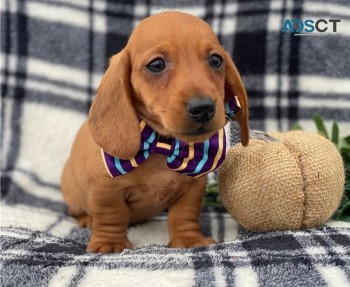 beautiful Dachshund pups for sale