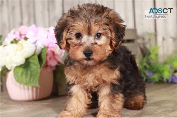 Yorkie puppies for sell