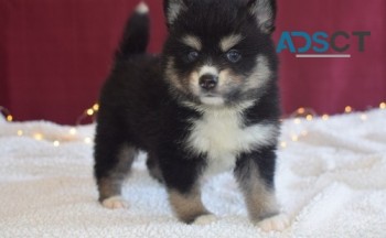 Adorable Male & Female Pomsky Puppies