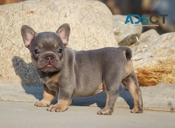  French Bulldog for sale 