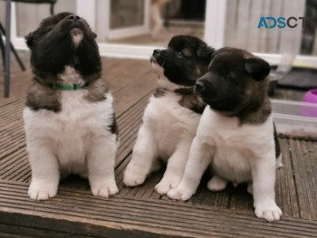 American Akita Puppies