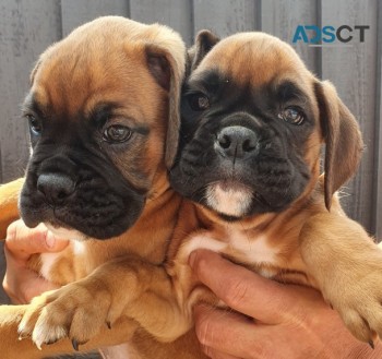 Boxer  puppies 